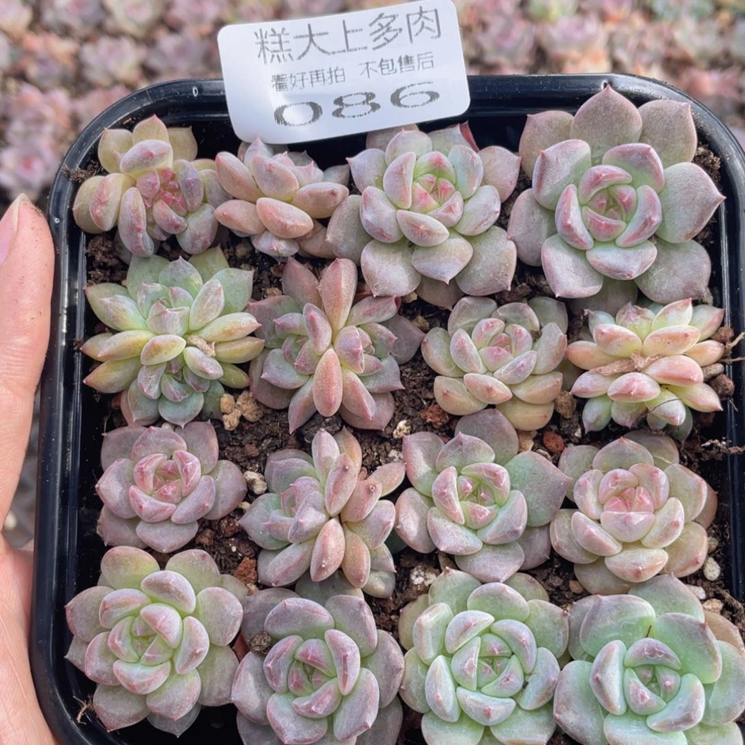 糕大上多肉植物86