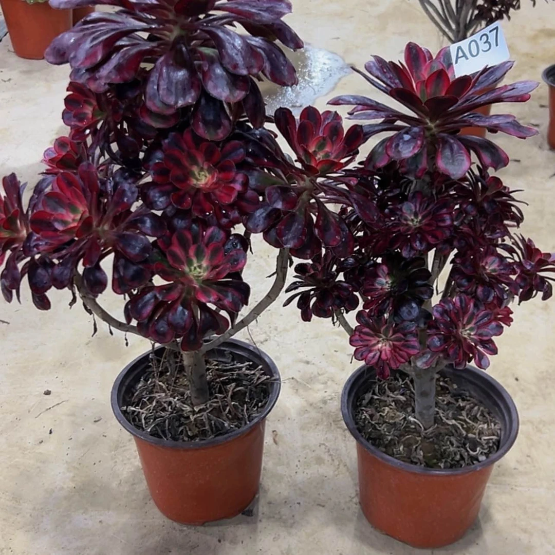 【闪购商品】37.38。