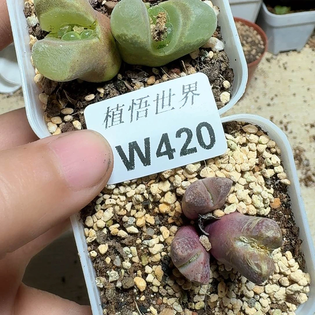 420盒多肉植物哇c g