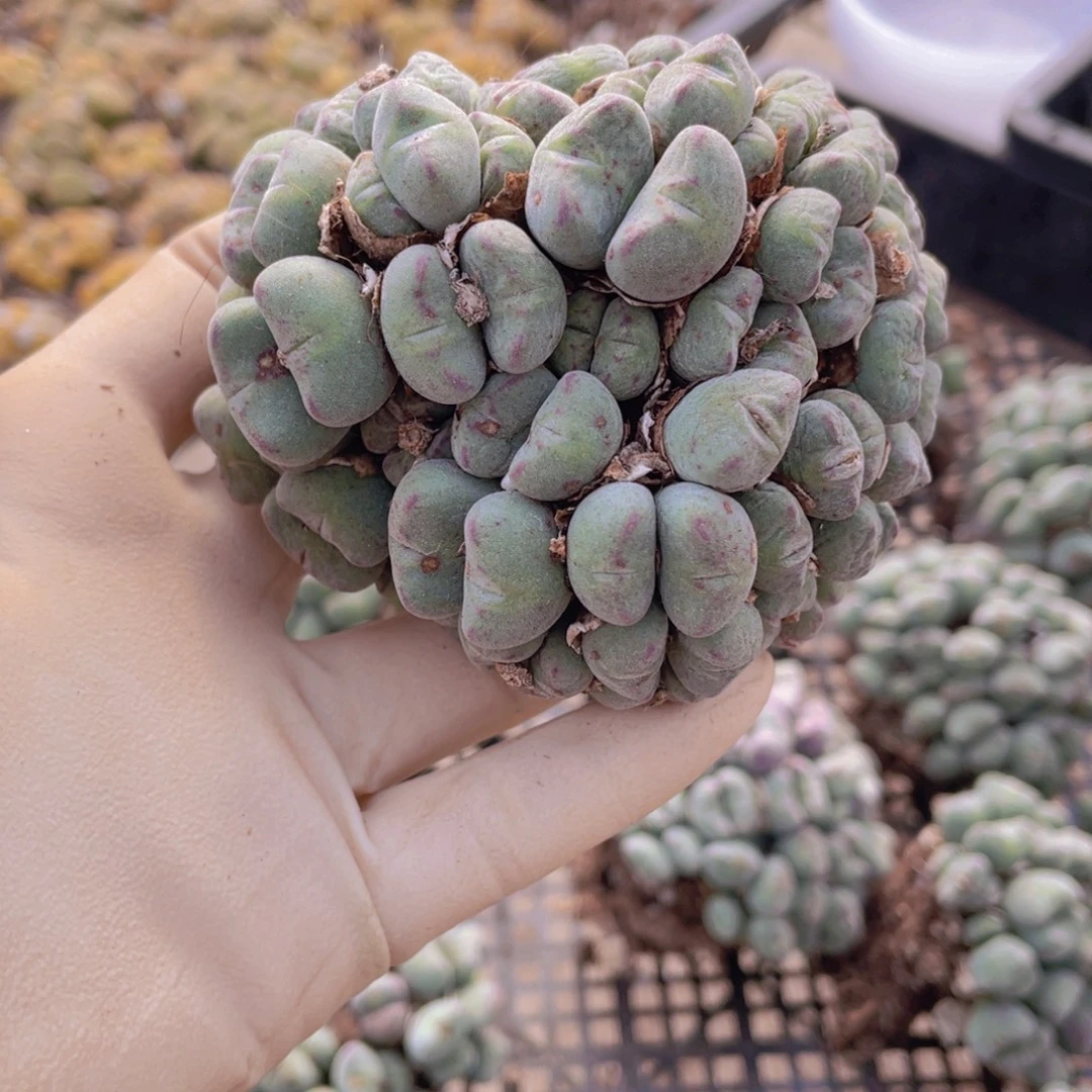 1颗口笛888888888888