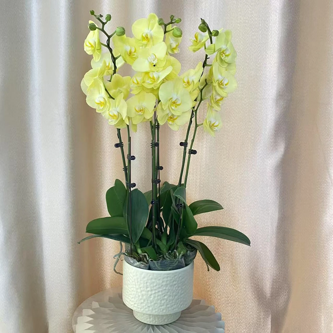 青睐 精品蝴蝶兰 红色花型 室内精品观赏 真花