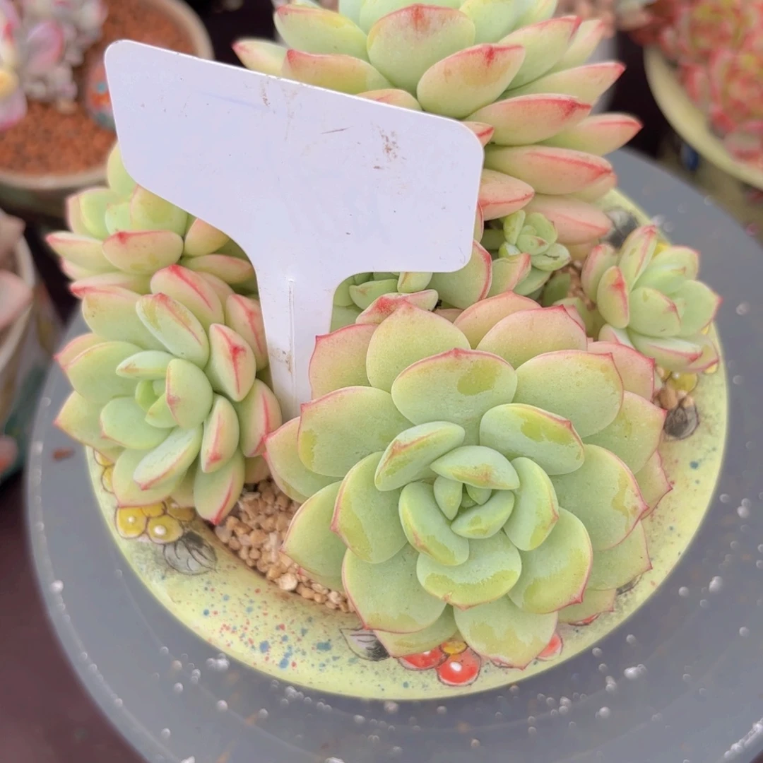 °***༒我的小可爱们都好可爱