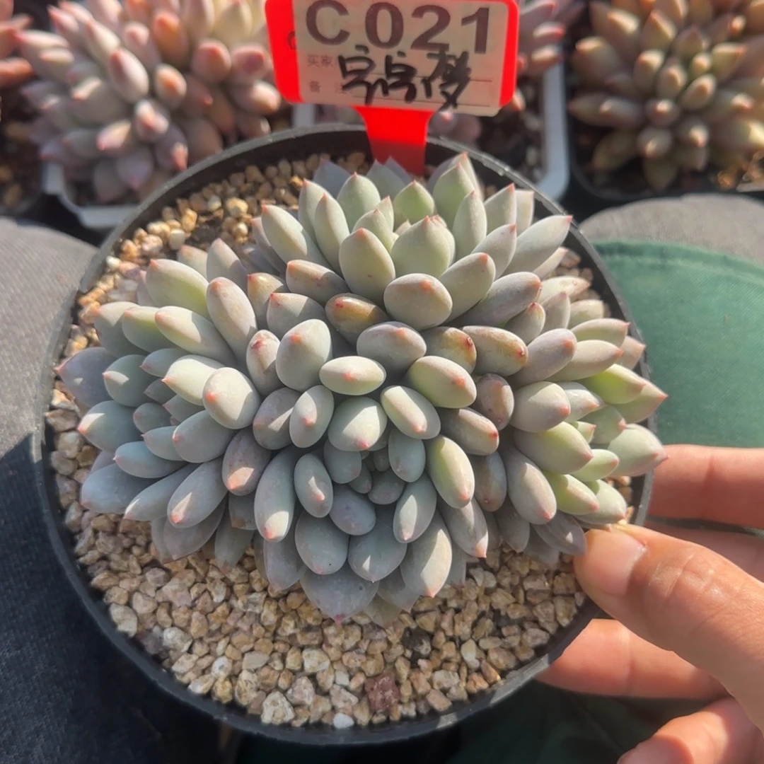 半夏四头五十包邮