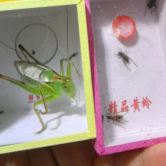 蟋蟀郝建伟扎嘴一只红胸一盒