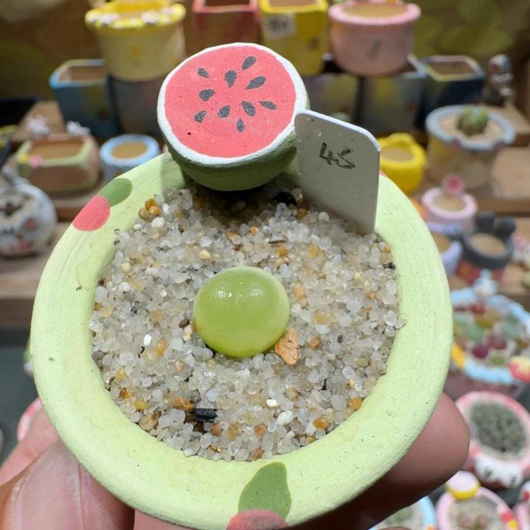 ****蘑菇1166拉登多肉植物