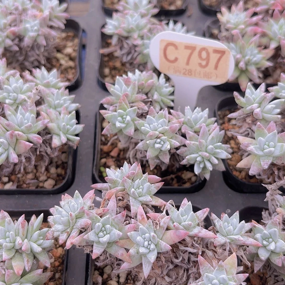 C797败局一物一拍