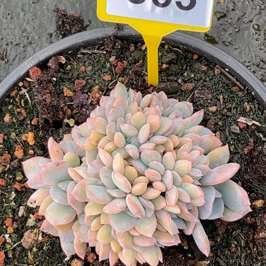 多肉植物提拉米苏缀863