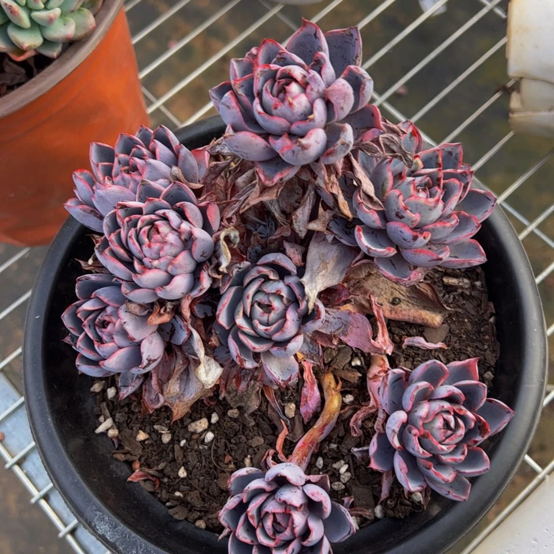 赫拉八头群生多肉