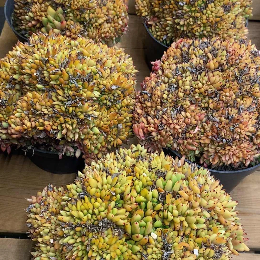 团。虎鲸缀。福利多多