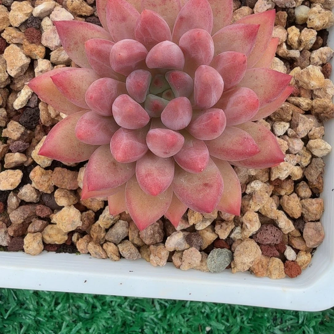 黄体虞美人美美美美