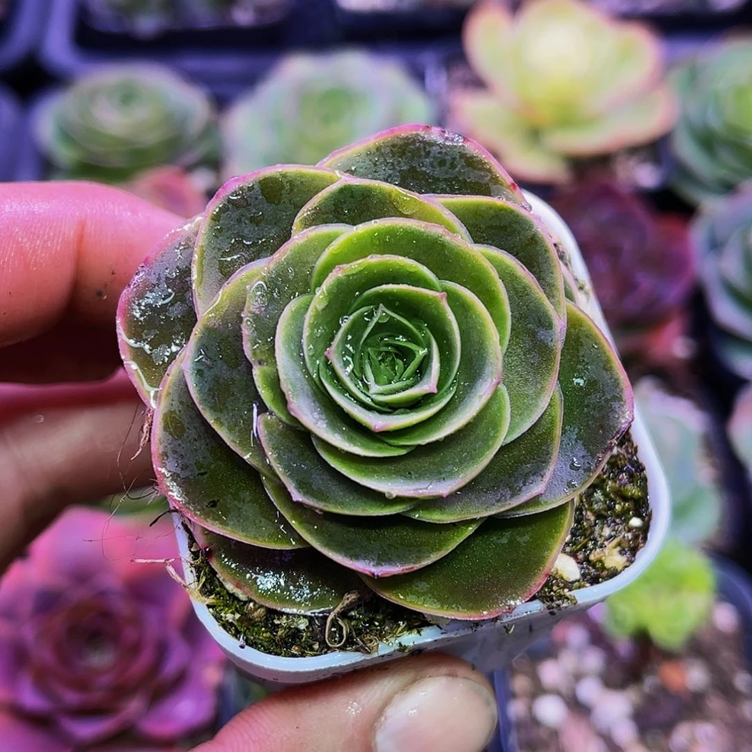 葩姬 满30元非偏远包邮 多肉