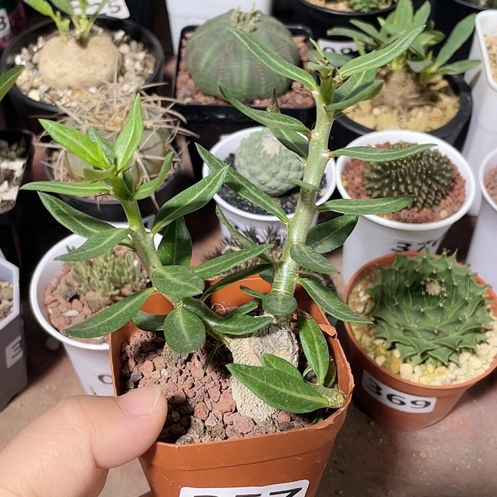 357 天马空块根植物