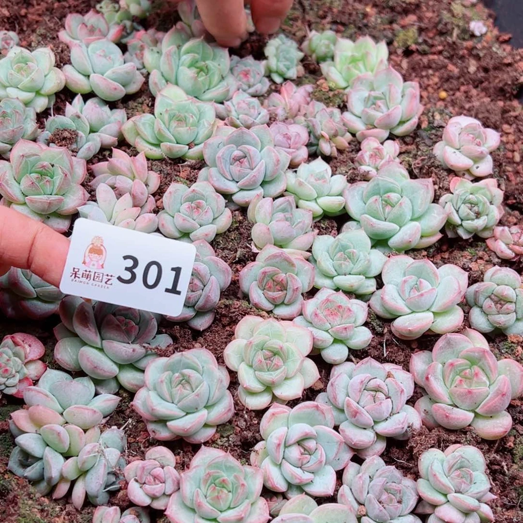 当前无花朵，栽培后可花朵粒*