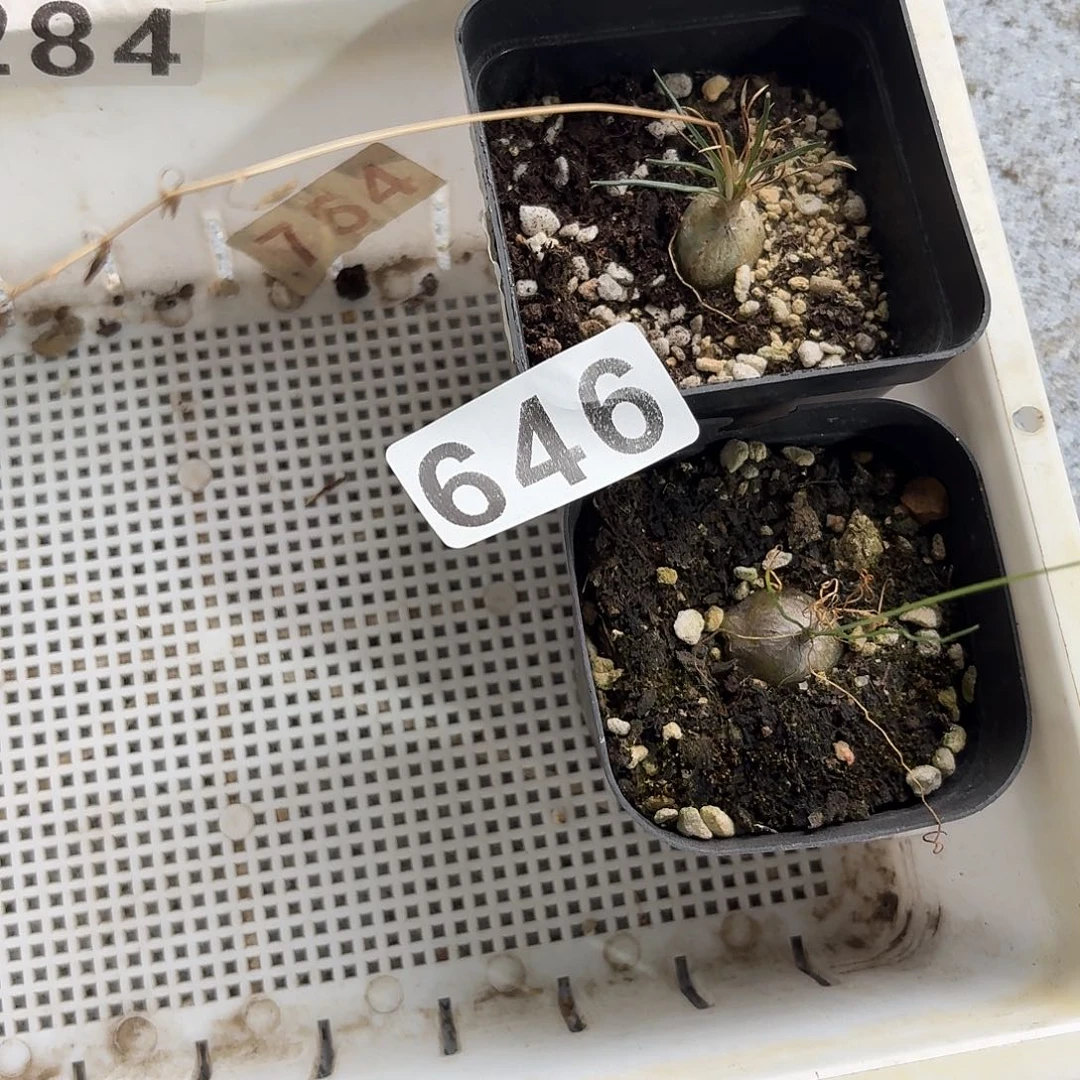 迷你海葱一物一拍两颗646