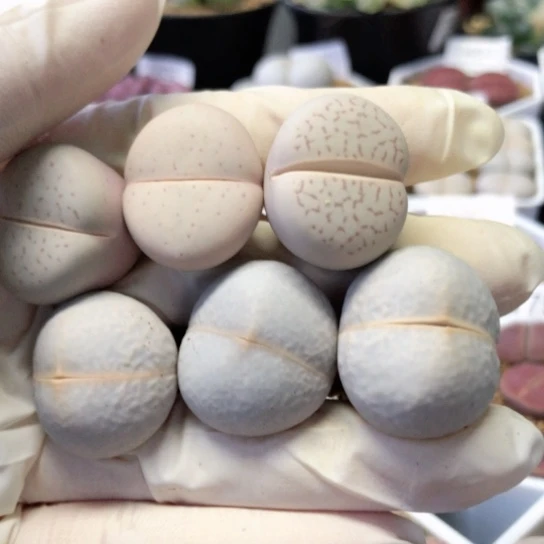 7463，特价一物一拍