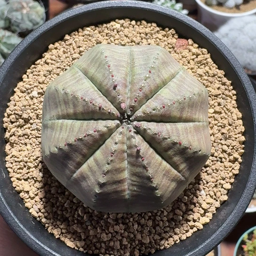 实生欧布仙人球1234