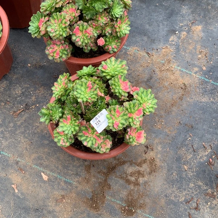 存***姐329.325知否两颗多肉植物