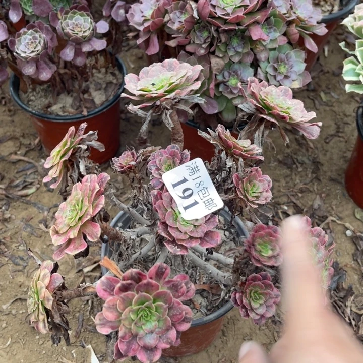 191红颜绣球1号棚