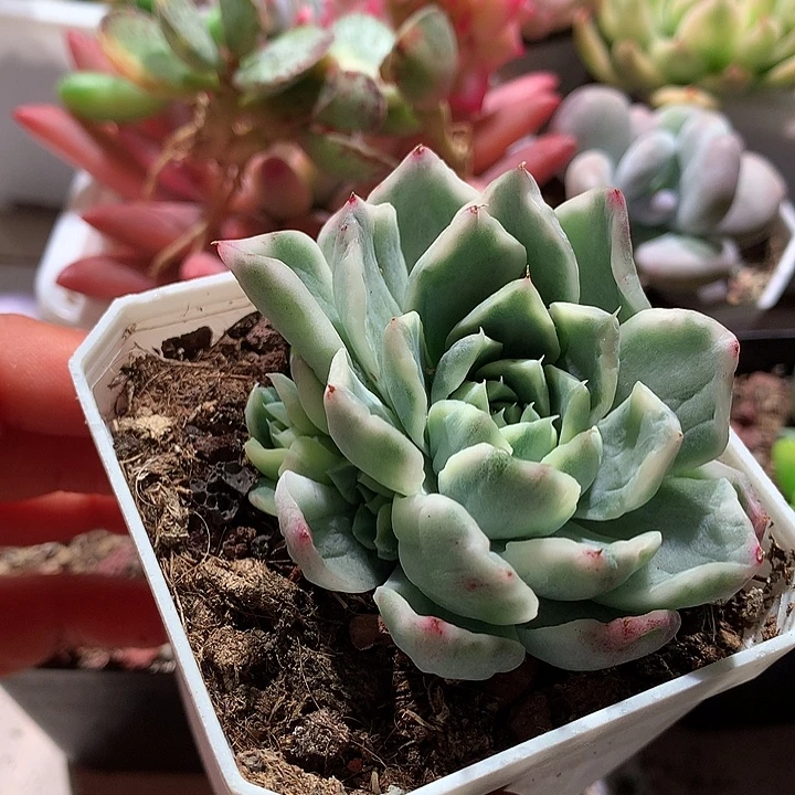 不知名锦锦锦锦锦