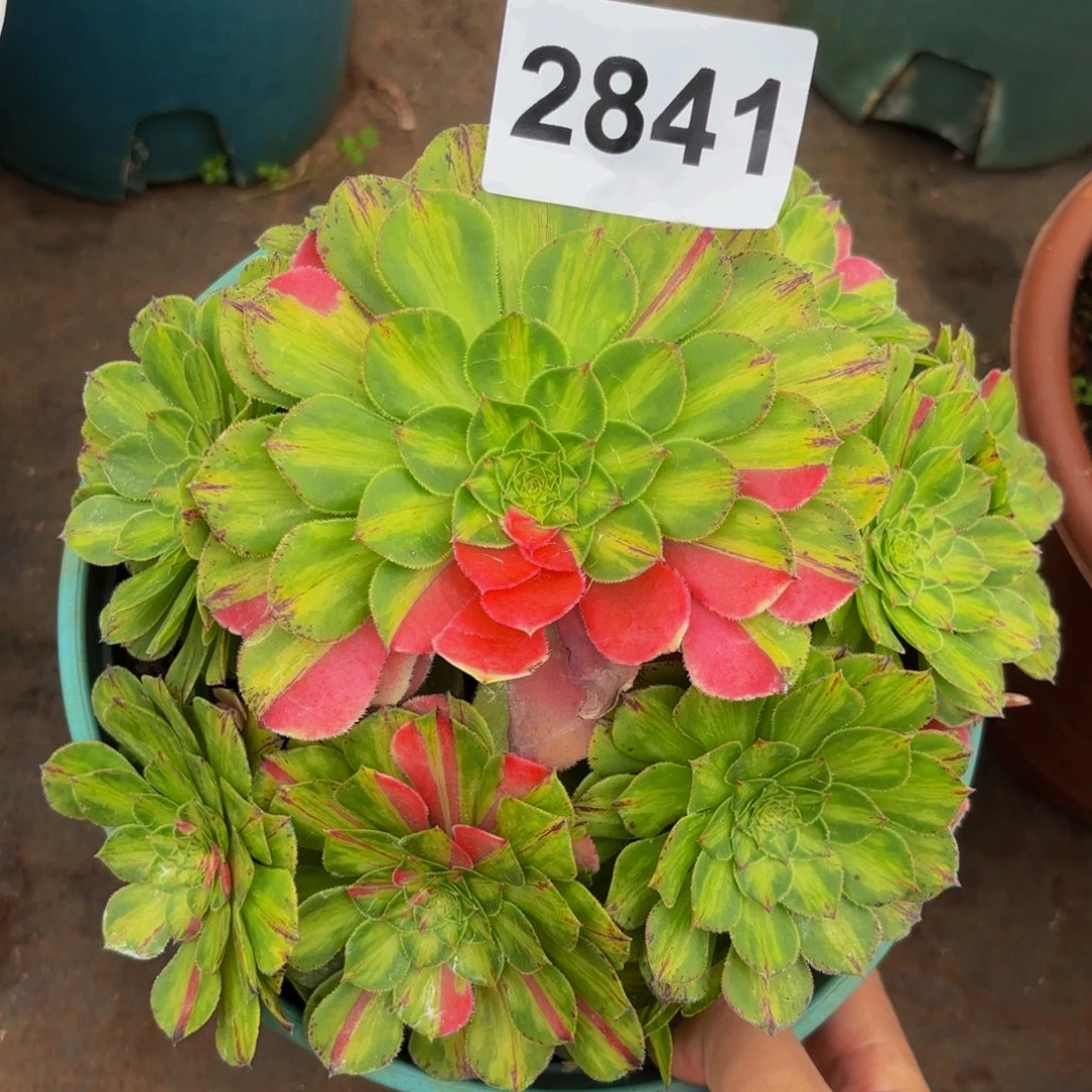 2841多肉植物知否