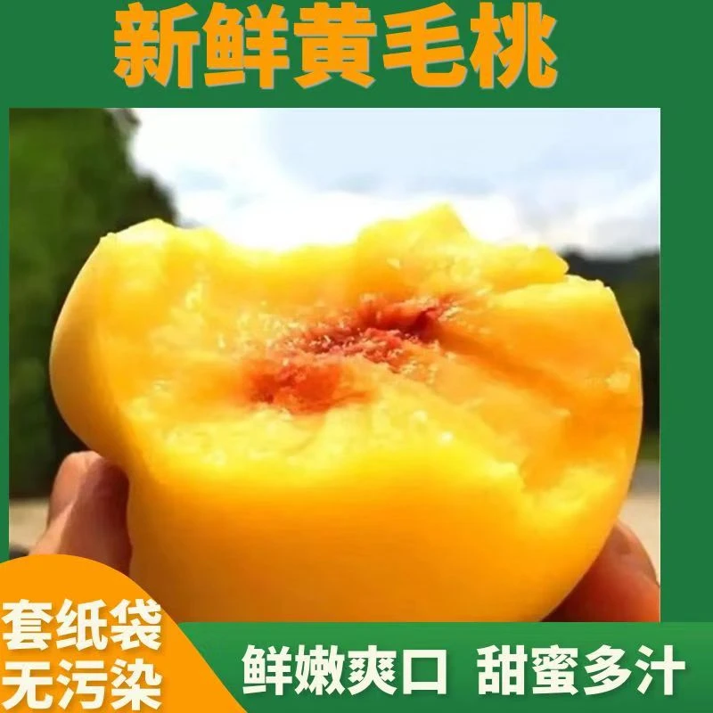 山东黄桃新鲜现摘脆甜多汁蜜香味浓郁新鲜水果