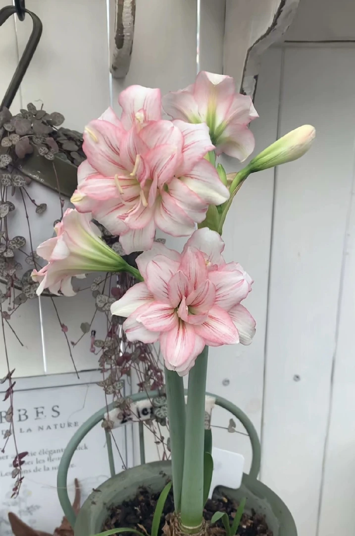 朱顶红花卉鲜花绿植室内123盆栽3+只包对版不包后期养护特大号