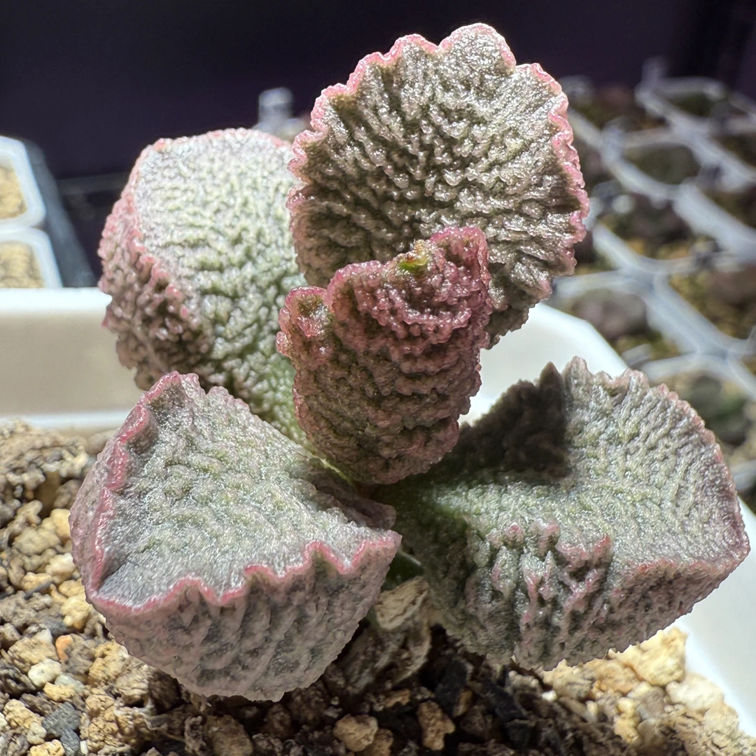 实生水泡，带盆发货满88包顺丰