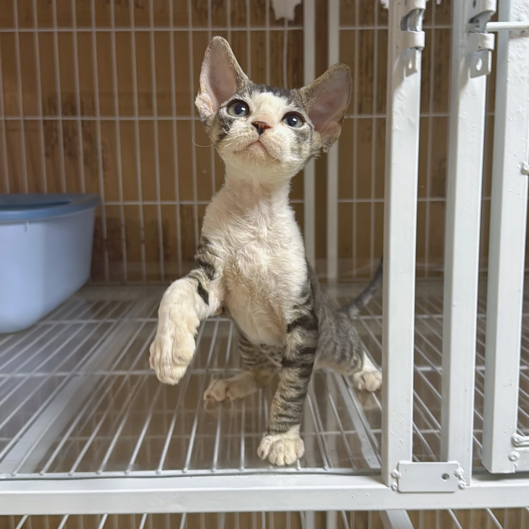 虎斑加白开脸德文弟弟大开脸黑鼻头小红猫满耳满背虎斑德文