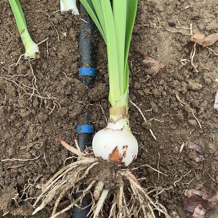 无花朵淘淘1号包对版