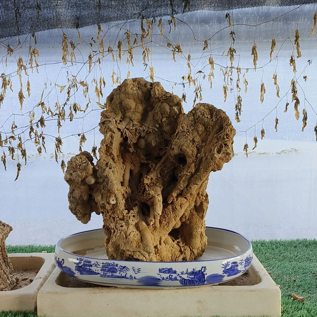 【闪购商品】红陶星**。0208-3星期天