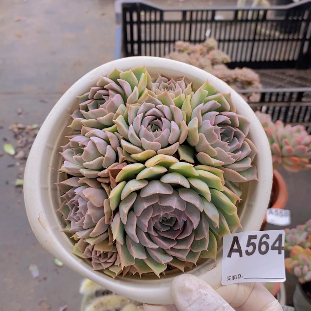 564欧版海琳娜一物一拍