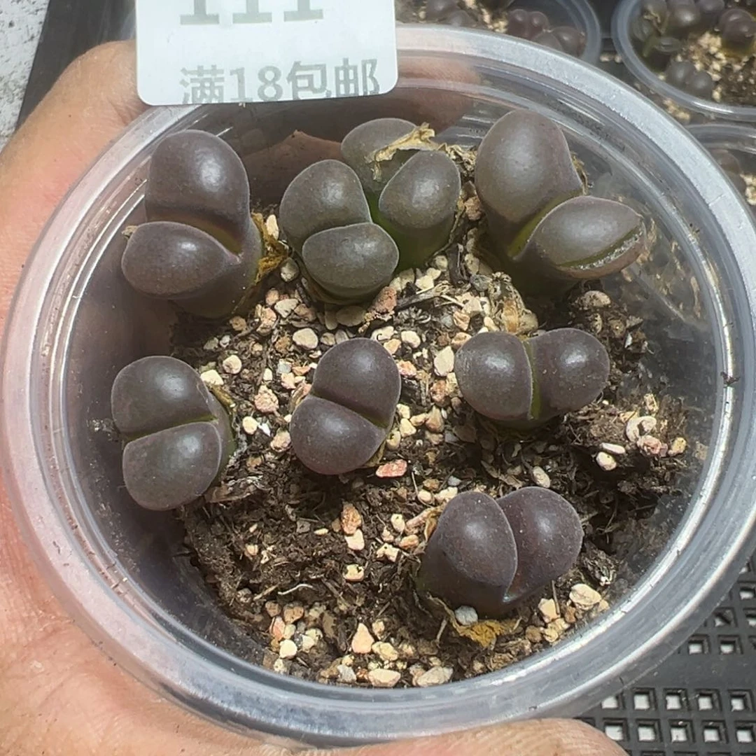 【闪购商品】 111。