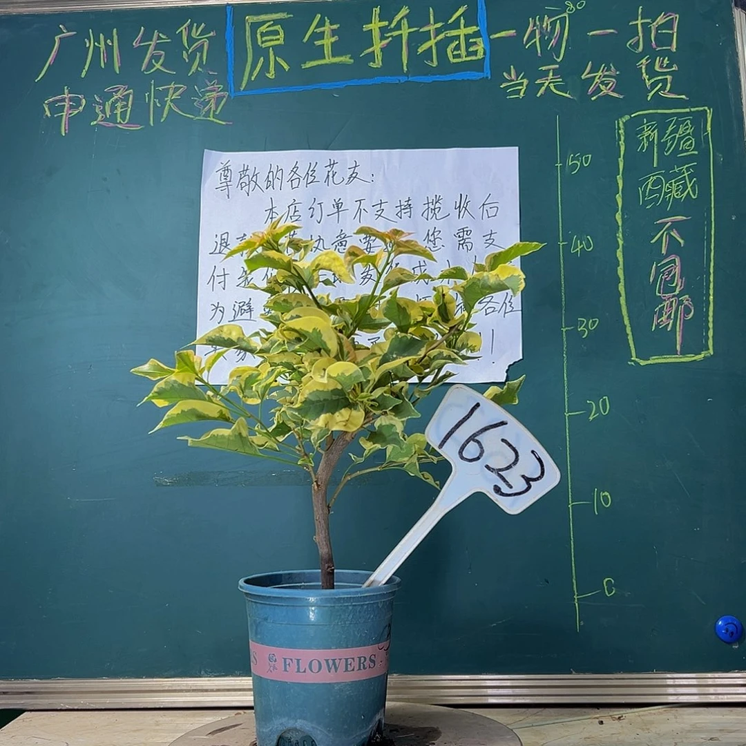 当前无花栽培后可以开花  粗弯杆  橙冰 1623