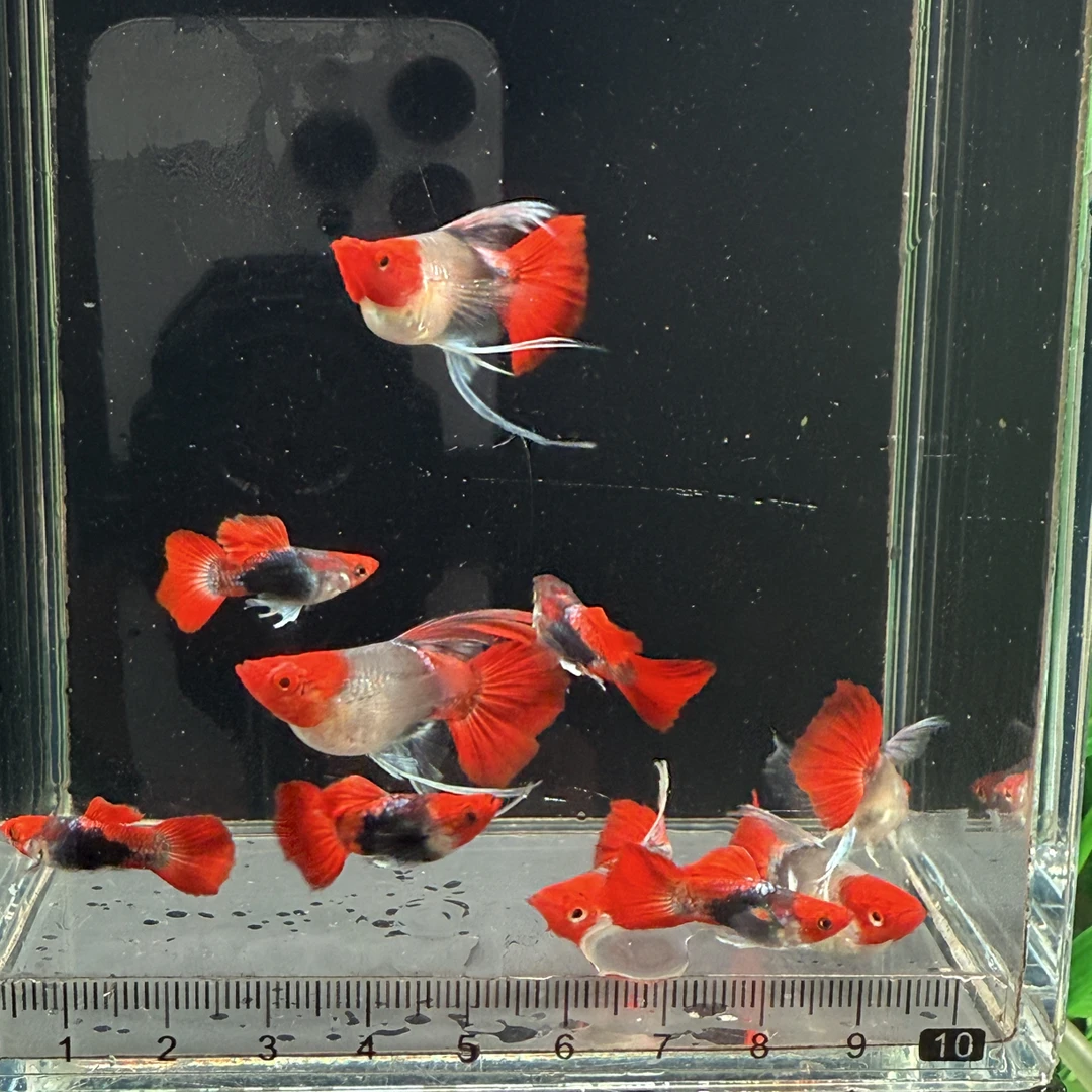 球体深海蓝贵族鸿运当头缎带大c 长母短公 最棒繁殖组