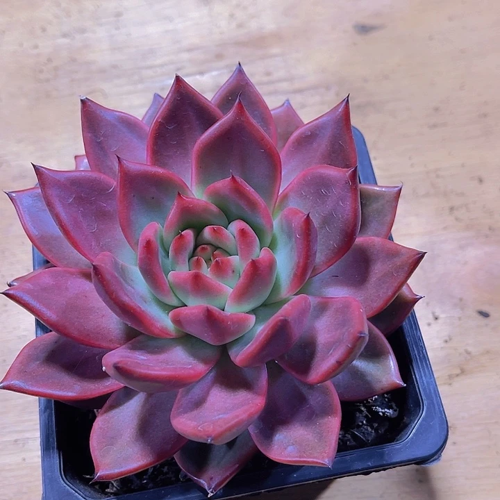 無*0000000000000081