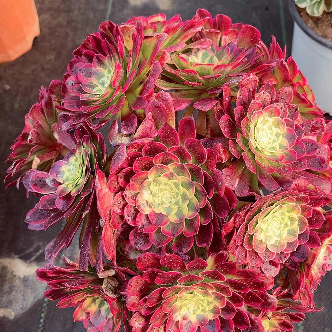 朝霞锦法师多肉植物