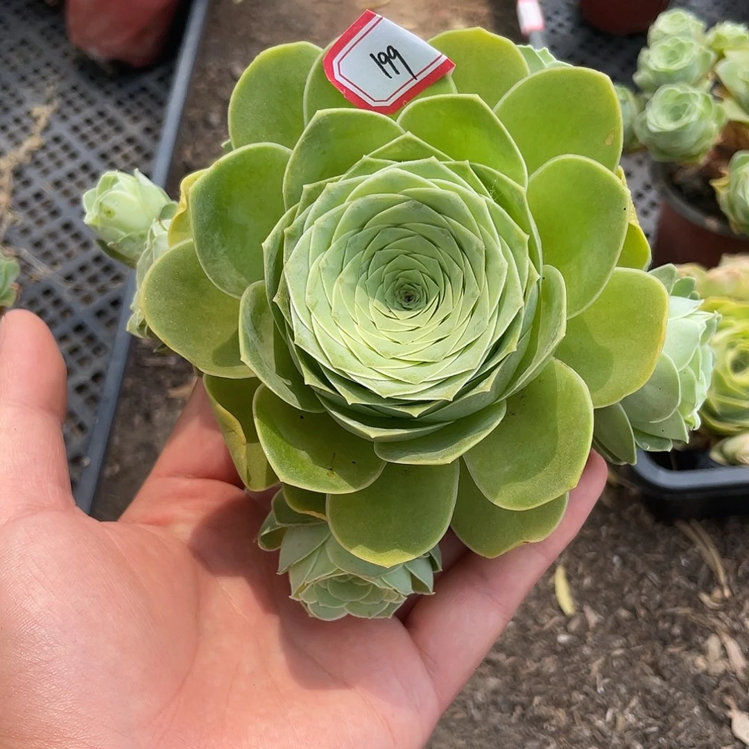 山地玫瑰多肉 199