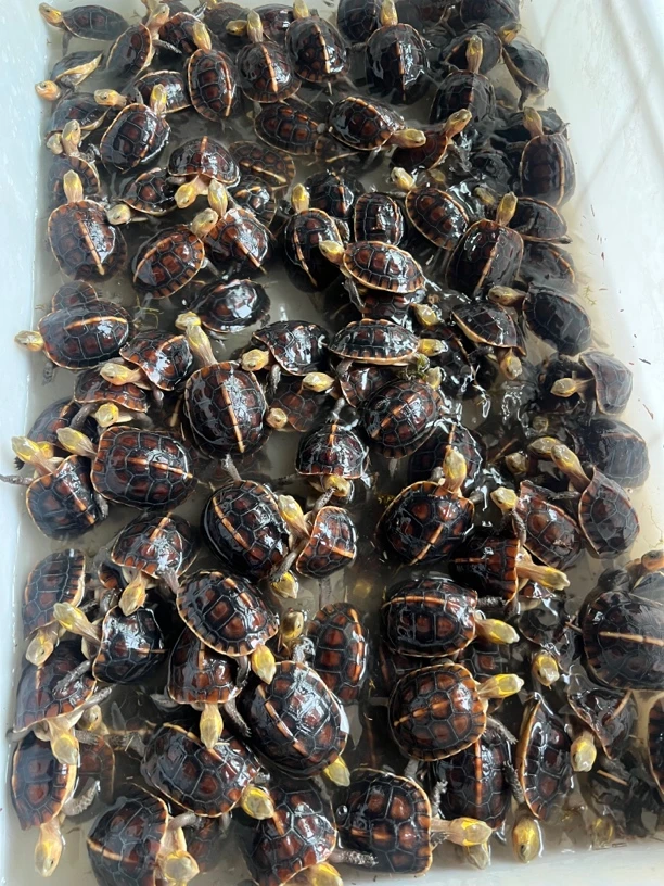 直播间挑选老种龟缘碌苗活体宠物观赏龟