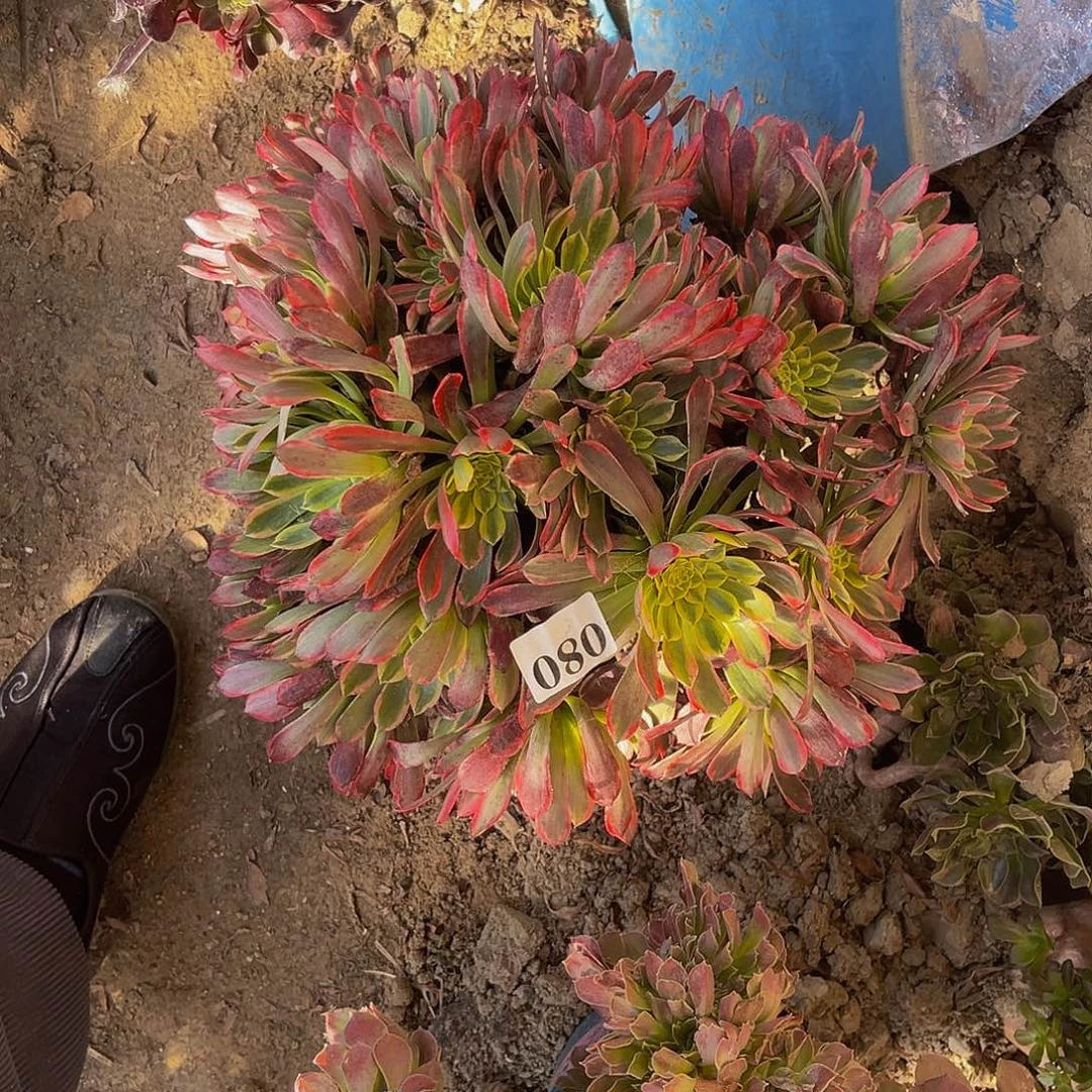 朝霞法师多肉1-44