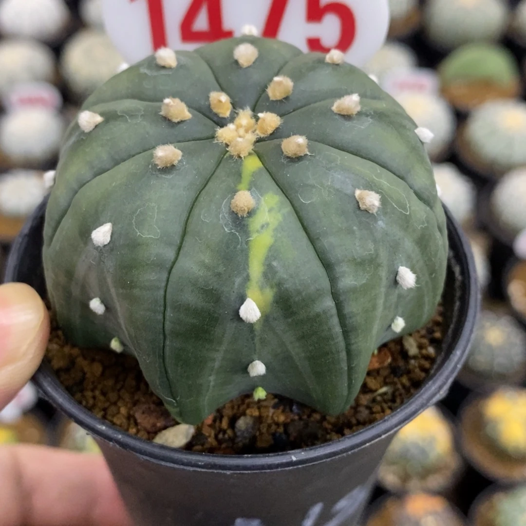 1475高脚琉璃指纹海星兜带锦