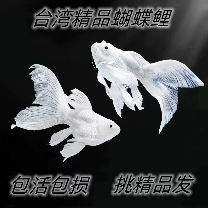 精品渔场16-18蝴蝶鲤鱼好养混养蝴蝶鲤观赏鱼