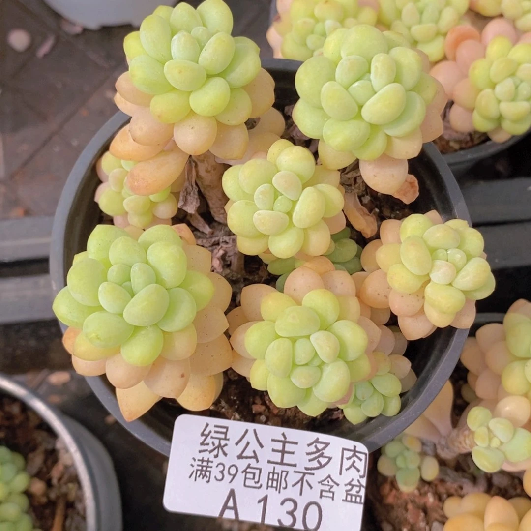 洛可可8cm130多肉植物