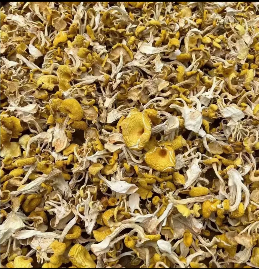 农家土货鸡油菌菇干货煲汤味道鲜美