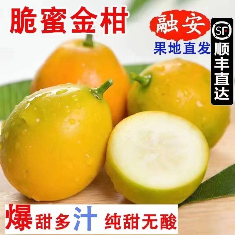[产地直发]融安脆蜜金桔无核无籽新鲜现采独立包装