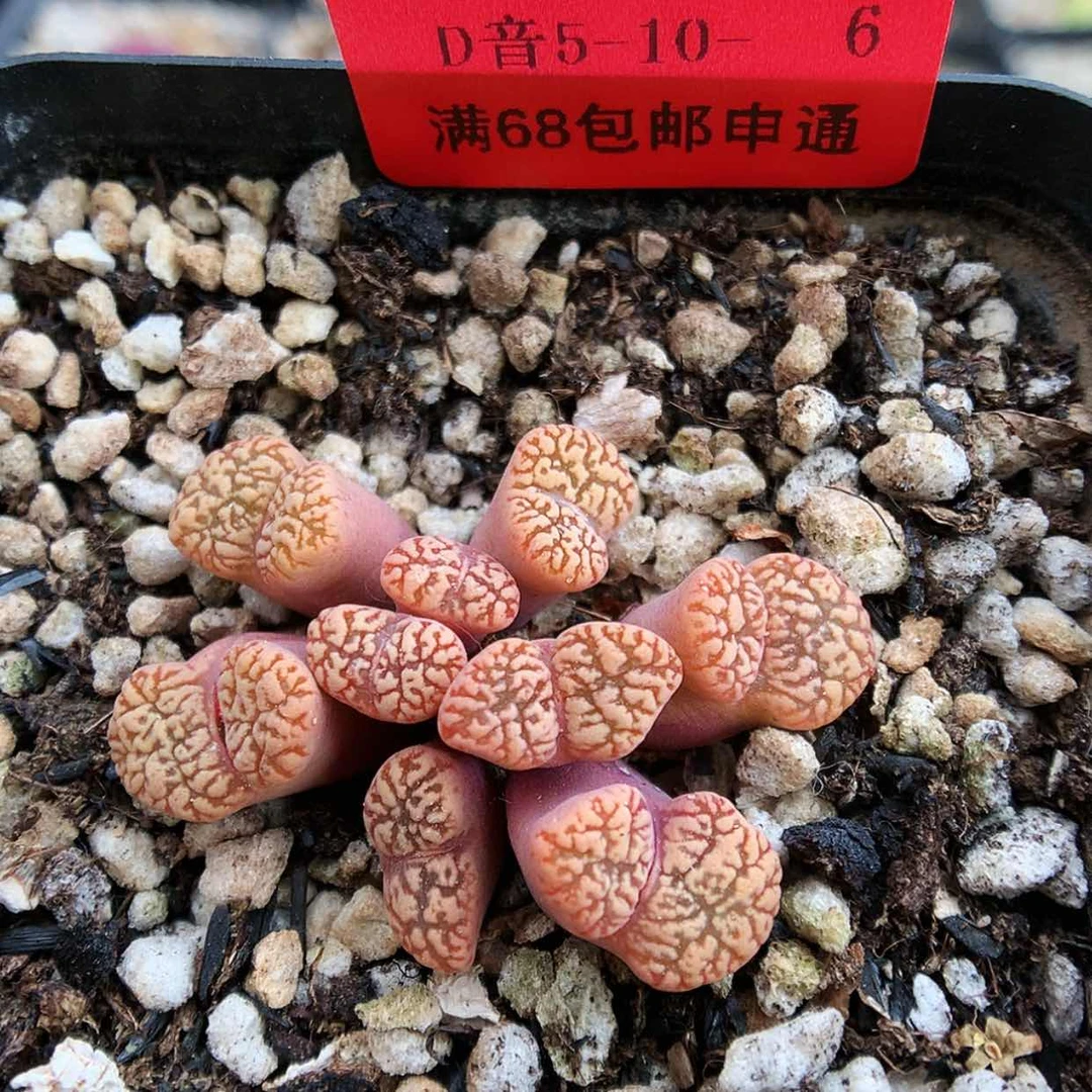 【闪购商品】5-10-15 鸟哈尼一群