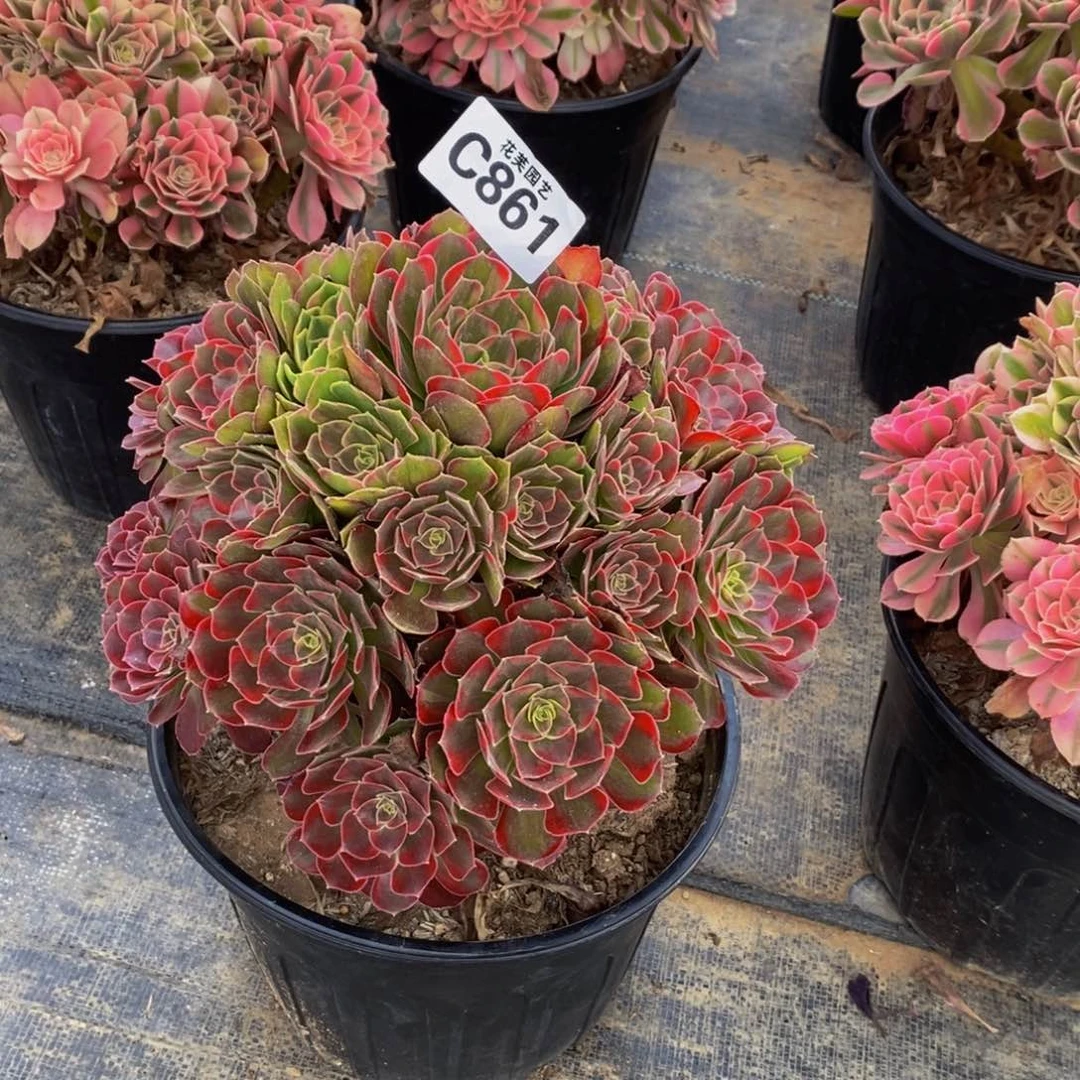 情***缘安娜锦多肉植物861000