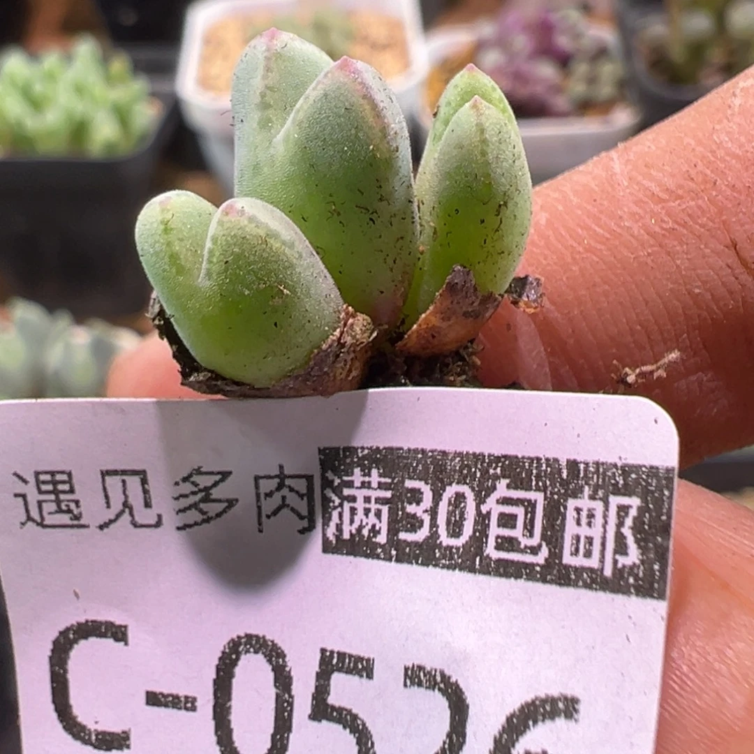 多肉植物111111111111