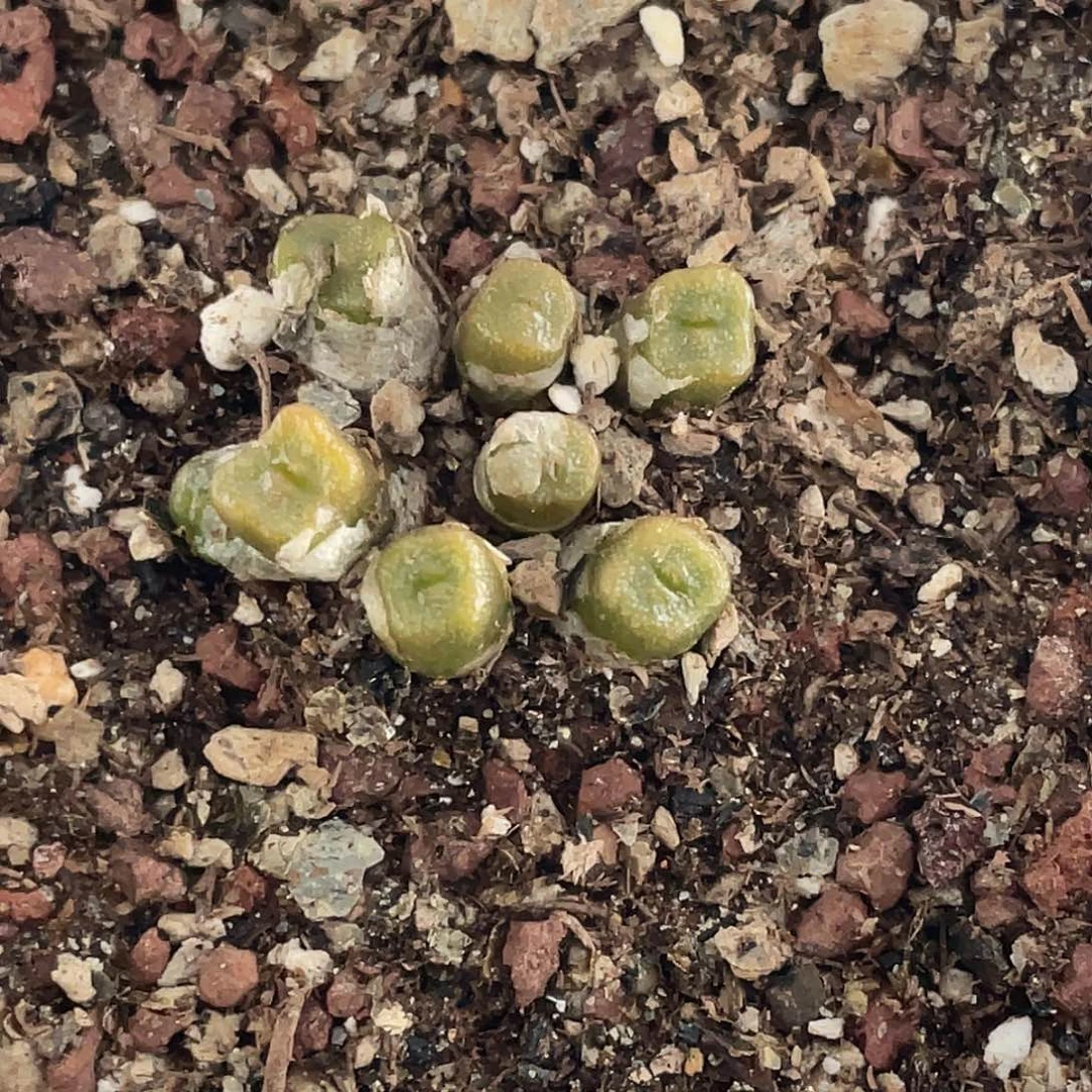 12-10方糖多肉植物