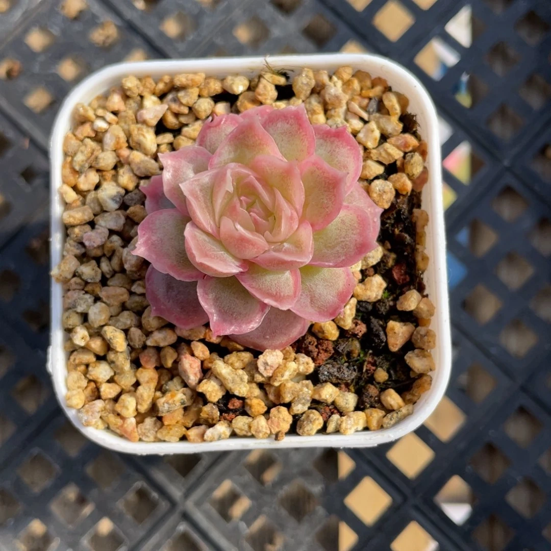 优选水晶虾饺小精品1691