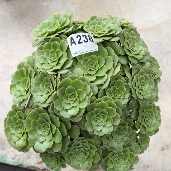 238绿羊绒30厘米左右